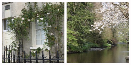 Pink roses and blossom collage Picmonkey