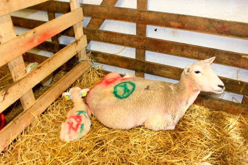 new born lamb at waterfall farm