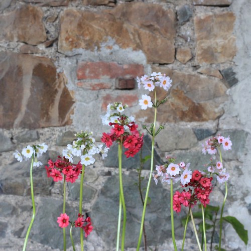 plant fair at kilruddery