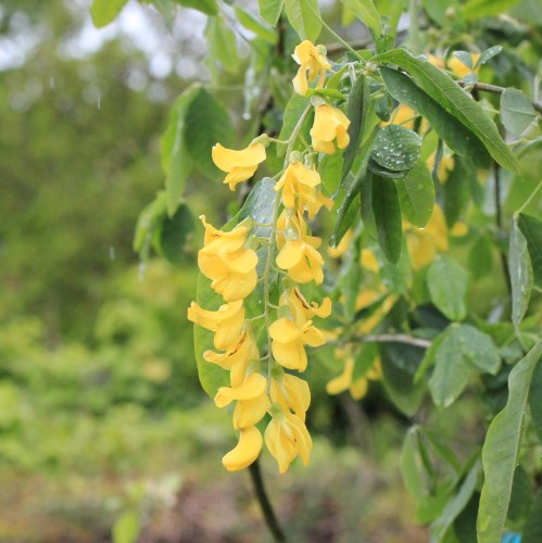 yellow flowers