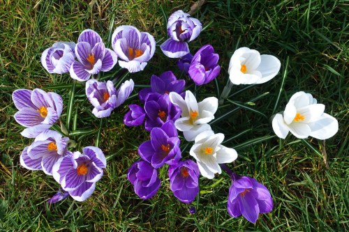 spring flowers in cabinetry park