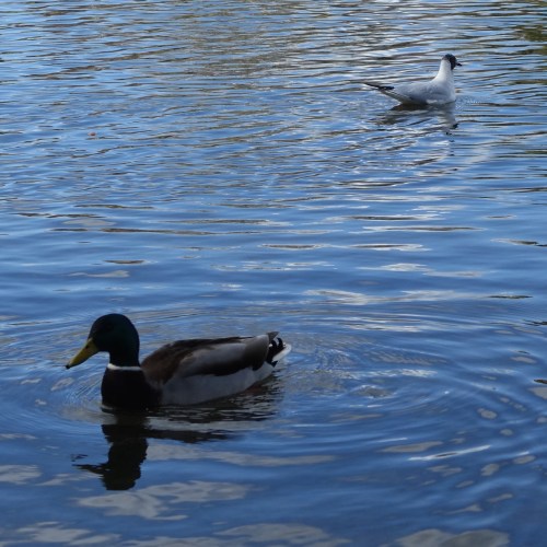 the lake cabineely park