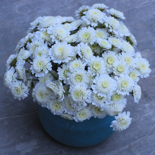 stallion crysanthemum